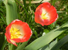Tulipa Judith Leyster (2013, April 23)