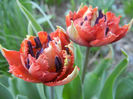 Tulipa Maroon (2013, April 25)