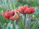 Tulipa Maroon (2013, April 25)