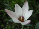 Tulipa Peppermint Stick (2013, April 22)