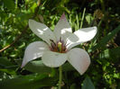 Tulipa Peppermint Stick (2013, April 23)