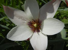 Tulipa Peppermint Stick (2013, April 23)