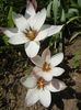 Tulipa Peppermint Stick (2013, April 23)