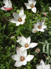 Tulipa Peppermint Stick (2013, April 23)