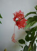 Schizopetalus3