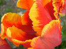 Tulipa Bright Parrot (2013, April 22)
