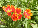 Tulipa Bright Parrot (2013, April 23)