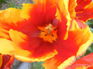 Tulipa Bright Parrot (2013, April 25)