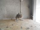 brasovapr2013 090