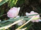 IMG_5207