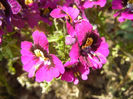 Schizanthus pinnatus Purple (`13, Apr.22)