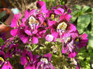 Schizanthus pinnatus Purple (`13, Apr.22)