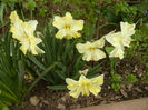 Narcissus Cassata (2013, April 21)