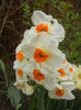Narcissus Geranium (2013, April 21)
