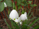 Leucojum aestivum (2013, April 21)
