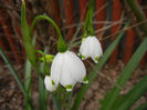 Leucojum aestivum (2013, April 21)