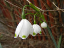 Leucojum aestivum (2013, April 21)