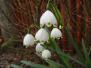 Leucojum aestivum (2013, April 21)