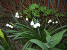 Leucojum aestivum (2013, April 21)