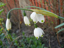 Leucojum aestivum (2013, April 25)