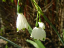Leucojum aestivum (2013, April 25)