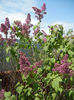 Syringa vulgaris_Lilac (2013, April 22)