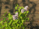 Syringa vulgaris_Lilac (2013, April 24)