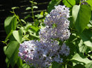 Syringa vulgaris_Lilac (2013, April 25)