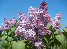 Syringa vulgaris_Lilac (2013, April 25)