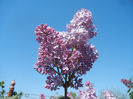 Syringa vulgaris_Lilac (2013, April 25)