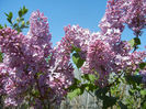 Syringa vulgaris_Lilac (2013, April 25)