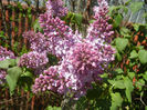 Syringa vulgaris_Lilac (2013, April 25)