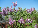 Syringa vulgaris_Lilac (2013, April 25)