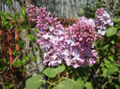 Syringa vulgaris_Lilac (2013, April 25)