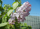 Syringa vulgaris_Lilac (2013, April 25)