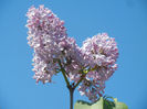 Syringa vulgaris_Lilac (2013, April 25)