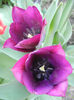 Tulipa Negrita (2013, April 25)