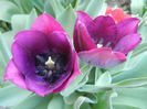 Tulipa Negrita (2013, April 25)