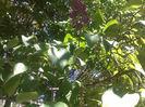 Liliac in gradina botanica