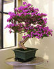 bonsai bouga 3