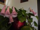 Amanda`s penny X Playful Porpoise