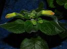 Sinningia Peachy Propeller