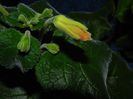 Sinningia Peachy Propeller