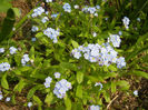 Myosotis alpestris (2013, April 21)