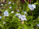 Myosotis alpestris (2013, April 21)