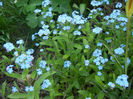 Myosotis alpestris (2013, April 22)