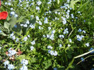 Myosotis alpestris (2013, April 24)