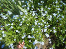 Myosotis alpestris (2013, April 24)