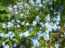 Myosotis alpestris (2013, April 24)