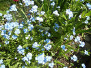 Myosotis alpestris (2013, April 24)